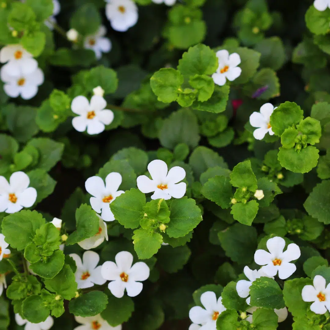 Bacopa monnieri supplement to relieve brain fog with green leaves and white flowers