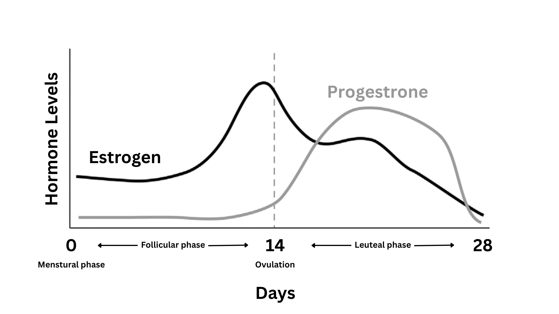 Line chart of estrogen and progesterone across a 28‑day menstrual cycle: estrogen rises and peaks at ovulation, while progesterone rises after ovulation and peaks mid‑luteal.