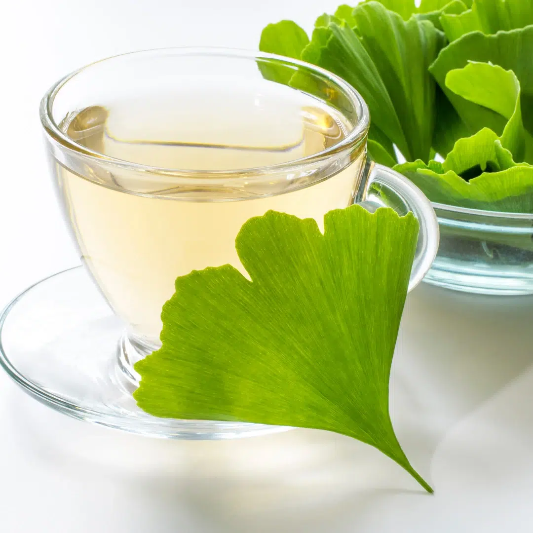 Ginkgo biloba tea remedy for brain fog with fresh green leaves