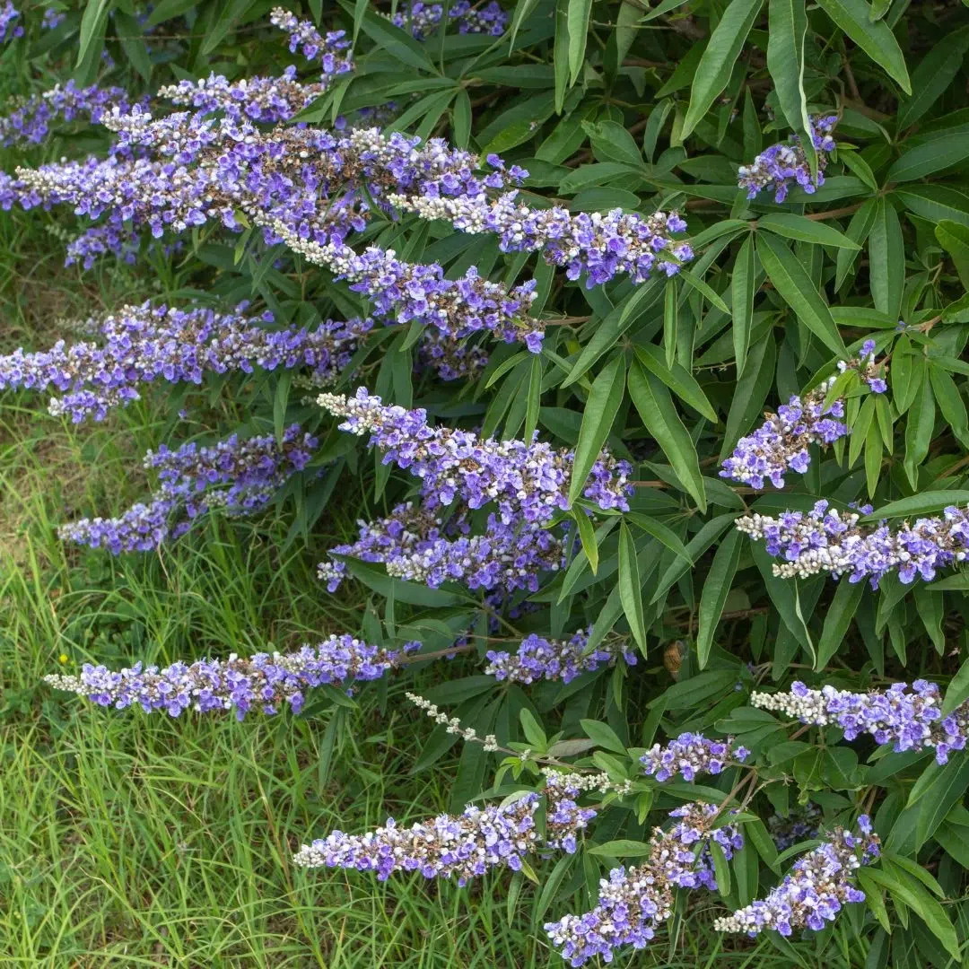 Chasteberry (Vitex) purple flowering plant used to balance estrogen and progesterone.